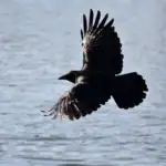 Un cuervo de alas abiertas vuela sobre un lago, símbolo del paso del tiempo y del valor oculto de lo que permanece invisible.