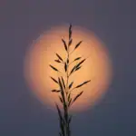 Espiga de hierba silueteada frente a un gran círculo de luz difusa, simbolizando simplicidad y recursos limitados aprovechados con intención.