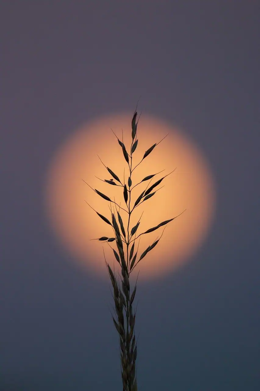 ¿Qué tienen en común una Cocinera Budista y un Revenue Managment?.