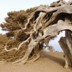 Sabina retorcida por el viento en el Sabinar de El Hierro.
